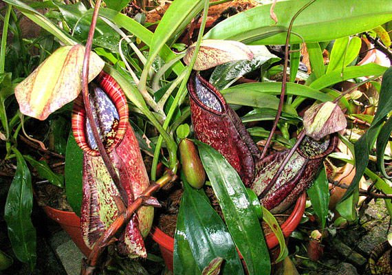 	A kancsóka - Nepenthes - a többi rovarevővel ellentétben kellemes, vaníliás illatot áraszt, így akár a szobában is tarthatod - ha akarod.