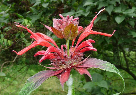 	A méhbalzsam - Monarda-hibrid - illata édes, de a virágja úgy néz ki, mintha valaki ezen vezette volna le a hétfői stresszt.