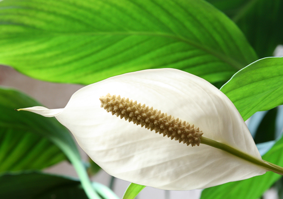 	A vitorlavirágot - Spathiphyllum - sokan tartják gyönyörű fehér virága miatt is, emellett azonban szintén hatékony légtisztító hírében áll. Kevesebb napfénnyel is beéri, ugyanakkor szüksége van a rendszeres öntözésre - azonban a túlöntözéssel vigyázz.