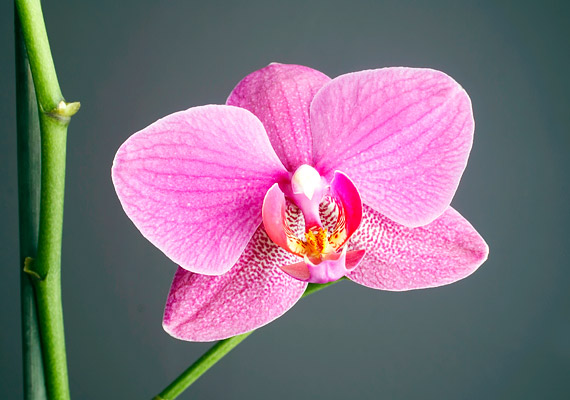 	Az orchidea a feng shui szerint az erotika jelképe, ezért nem hiányozhat a hálószobából.