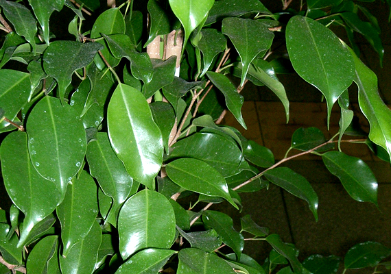 
                        	A kislevelű fikusz - Ficus benjamina - a nagyobb hőmérséklet-különbség és a huzat hatására gyorsan lehullathatja leveleit: ha télen szellőztetsz, vidd át kis időre egy másik szobába.