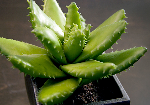 
                        	Az aloe vera - Aloe vera - dekoratív kis növény, emellett számos, egészségügyi szempontból jótékony hatását kiaknázhatod, ha tartasz belőle otthon. Kattints ide, ha többet szeretnél tudni róla!