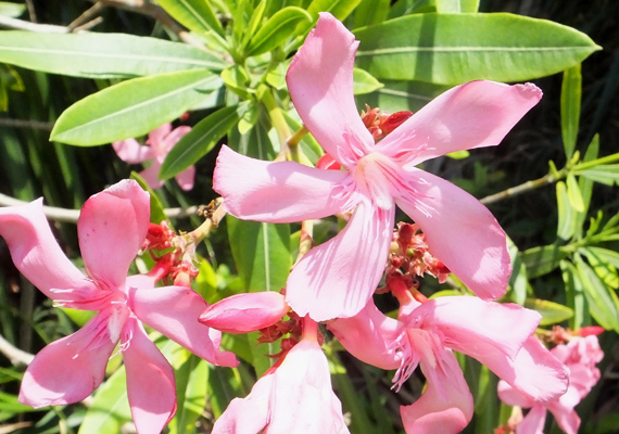 	A leander - Bidens ferulifolia - gondozása nem különösebben bonyolult, szereti a napfényt és a vizet is. Ha ezek adottak számára, egész nyáron hozza a szebbnél szebb, illatos virágokat.