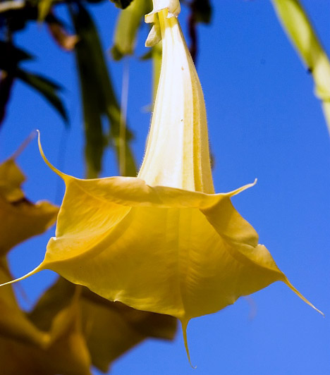  	Angyaltrombita  	Óriási, illatos virágainak köszönhetően az angyaltrombita - Brugmansia - az egyik legnépszerűbb és legelragadóbb balkonnövények egyike. Fűszeres illatát az esti órákban élvezheted a legintenzívebben. A napos vagy félárnyékos helyeken érzi jól magát, és, ha elegendő vizet és tápoldatot kap, rövid idő alatt akár az egész erkélyt beboríthatja.  	Kapcsolódó cikk: 	Mézédes illatú, igénytelen balkonnövények »