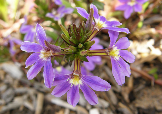 
                        	A legyezővirág - Scaevola aemula - jól viseli az időjárás viszontagságait. Áprilistól októberig nyílnak rajta a virágok, de csakis akkor, ha félárnyékos helyen tartod és esővízzel öntözöd.