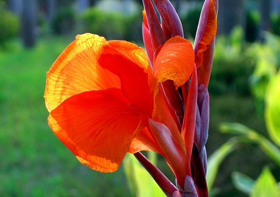 	A kanna virág - Cana Lily - július és október között hozza hatalmas virágait.