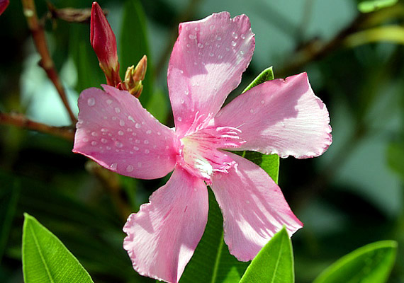 	A pompás virágú leandert - Nerium oleander - dézsában érdemes nevelni, mert akár kétméteresre is megnőhet.