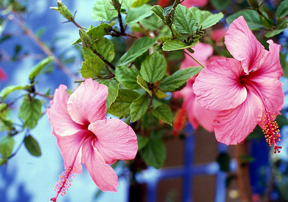 	A mályvák - Malva - családjába tartozó virágok egzotikus hangulatot teremtenek az erkélyen.