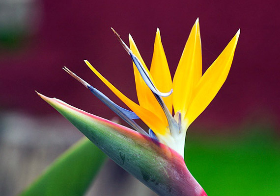 	A papagájvirág - Strelitzia - hosszú életű, gyorsan növekedő virág, rendszeres tápoldatozást igényel.