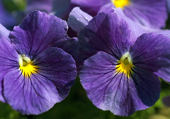 	Az árvácska - Viola - az egyik legnépszerűbb balkonnövény, évente kétszer, márciustól júliusig, illetve októbertől novemberig virágzik.