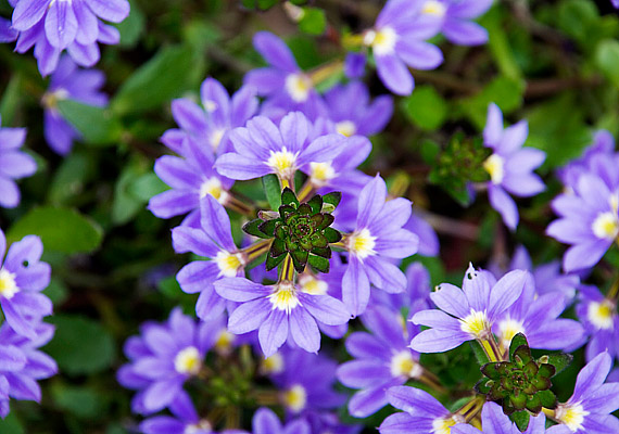 	A legyezővirág - Scaevola aemula - kora tavasztól késő őszig folyamatosan hozza díszes virágait.