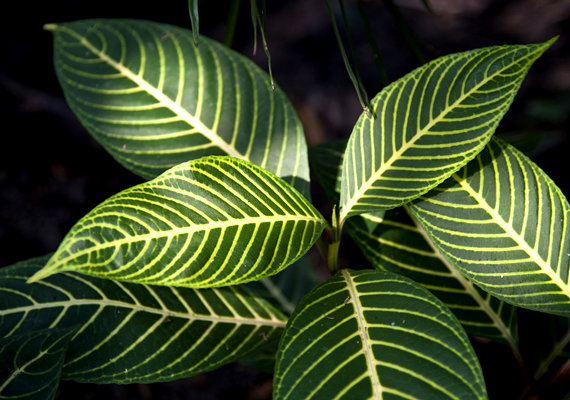 	A fikusz - Ficeae - szinte összes típusa levegőtisztító hatással bír. A szobafikuszt dísznövényként is tarthatod.