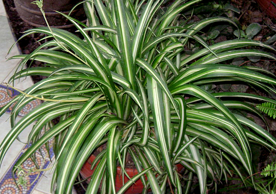 	A csüngő csokrosinda - Chlorophytum comosum -, más néven zöldike az egyik legnépszerűbb növény. Közepes a fényigénye, és jól tűri a hideget, azonban öntözd rendszeresen.