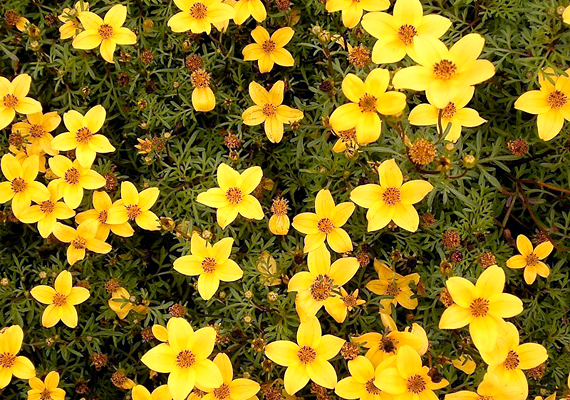 	A balkon aranya - Bidens ferulifolia - nem véletlenül kapta ezt a nevet, sárga virágai fénybe vonják az erkélyt. A napos, félárnyékos helyeket kedveli, nem árt azonban tudnod, hogy vonzza a méheket.