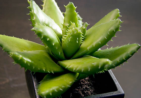 	Az aloe vera - Aloe vera - kisebb koncentráció esetén rendkívül hatásos a formaldehid eltávolításában. Ráadásul kiváló gyógyító tulajdonságokkal rendelkezik, így különösen érdemes beszerezned. Figyelj arra, hogy ne öntözd túl.