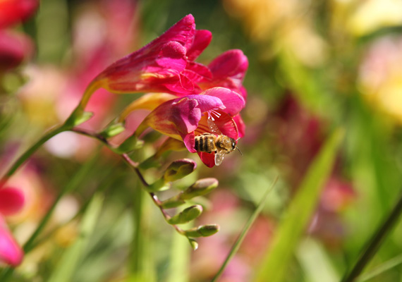 	A frézia illata bármilyen csokrot feldob, színpompás virágai pedig  szemet gyönyörködtetőek. Innen töltsd le háttérképnek, bónusz méhecskével.
