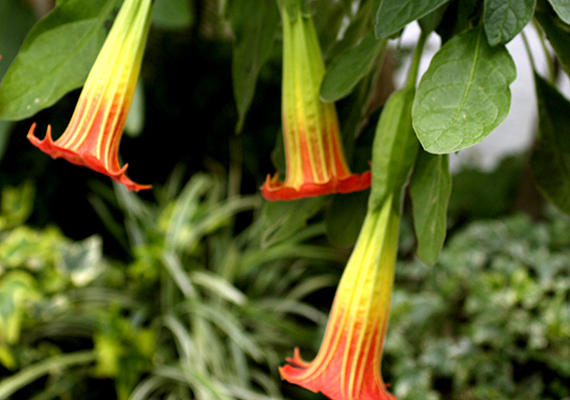 	Az angyaltrombita - Brugmansia suaveolens - minden része tropán-alkaloid-tartalmú, hioszciamint, szkopolamint, meteolidint tartalmaz. Előbbi elsősorban a virágjában található meg, de a levelében is jelen van. A hioszciamin, az atropin és a szkopolamin a paraszimpatikus idegrendszert bénítják.