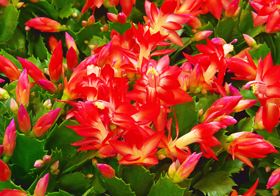 
                        	Az általában rózsaszín és piros, időnként lilás bimbójú karácsonyi kaktusz - Schlumbergera truncata - többnyire október és február között hozza virágait. Más kaktuszokkal ellentétben rosszul viseli a szélsőségeket. Fontos, hogy földje mindig legyen nedves, de a víz ne álljon a cserépalátétben. A hőmérsékletingadozást nem kedveli, ezért jó, ha az ablakban találsz helyet neki - de ne közvetlenül a fűtőtest mellett: 15-18 fokos hőmérséklet ideális számára. A tápoldatozást már novemberben megkezdheted - heti egy alkalommal végezd. Fontos, hogy - különösen virágzás idején - a megszokott helyéről ne mozdítsd el.