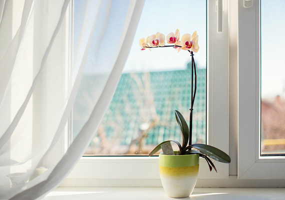 	A magas páratartalom mellett a fény is igen fontos tényező az orchidea számára. Elsősorban keleti vagy nyugati tájolású ablakban érdemes elhelyezned - a direkt napfényt nem kedveli igazán, megperzselődhet. Arra is ügyelj, hogy a fűtőtesttől távol kerüljön!