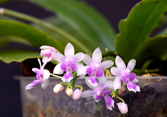 	A trópusi, illetve szubtrópusi orchideák többsége természetes körülmények között a fákon él, de még a talajlakó fajták is laza, levegővel átjárt, szerves törmelékben érzik jól magukat. Éppen ezért ahhoz szoktak, hogy gyökereiket fény éri. Így a szobában tartott orchideákat érdemes átlátszó műanyag edényben tartani - illetve egyes fajokat faágra kötözve.