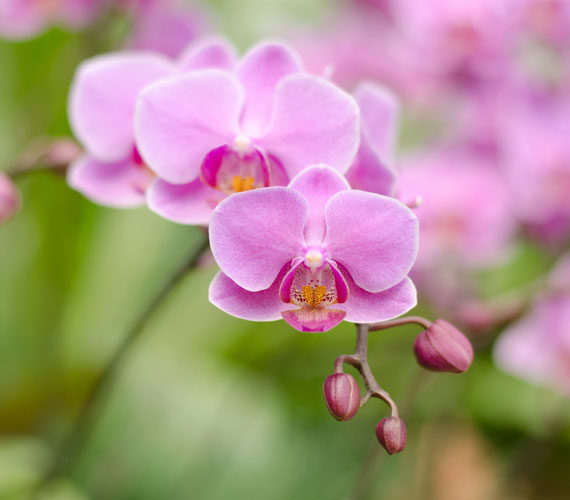 	A Phalaenopsis a legnépszerűbb fajta, kis odafigyeléssel könnyen tartható lakásban, számtalan színvariációban kapható.