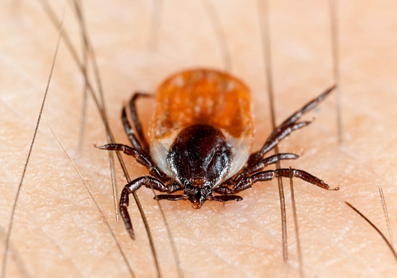 	A kullancscsípés kifejezetten veszélyes, fertőzéseknek, többek között a Lyme-kórnak is lehet okozója. Zöldövezetekben, például a háziállatoknak köszönhetően a lakásban is felbukkanhat.