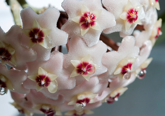 	A viaszvirág - Hoya Bella - csillag alakú virágai a reményt szimbolizálják.