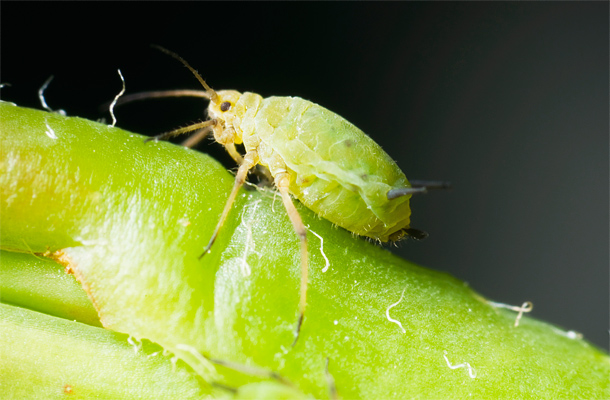 mit kell tenni ha férgektől beteg friss uborka paraziták
