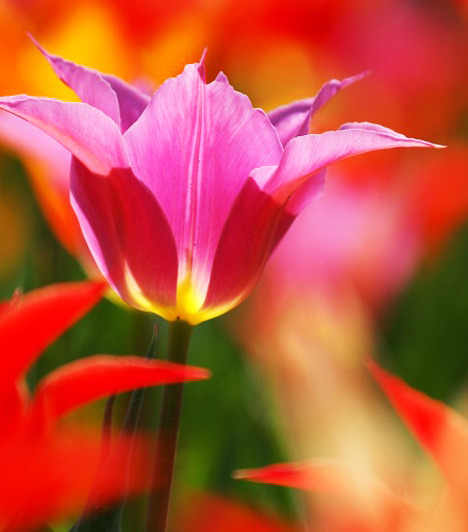 A tulipán nemcsak a népművészetben fontos díszítő elem, hanem egyes régészeti leleteken is megtalálható.  Több kódexben, templomok freskóin, és többek között a Szent Koronán is felfedezhetőek tulipán-motívumok. Ez arra utalhat, hogy a törökök előtt is ismert volt hazánkban ez a virág.