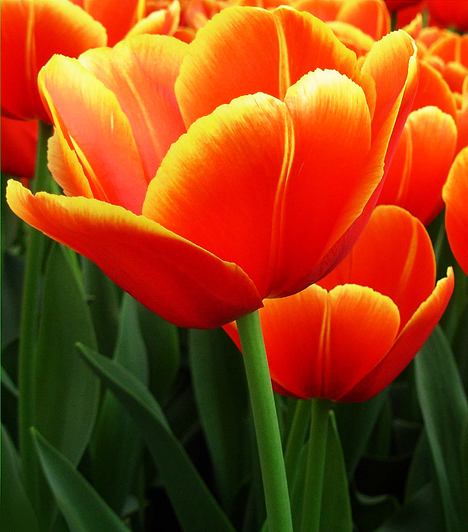 A magyar népművészet ősi motívuma a tulipán. A fából készült mennyasszonyi láda elnevezése is tulipántos láda, de jegyajándékba is tulipánnal díszített tárgyakat ajándékozott a vőlegény kedvesének. Ez utóbbiakon a tulipán a leányt jelképezte.