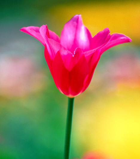 Az első tulipán-nemesítők Törökországban éltek, a 16. században kezdték kifejleszteni a virág különböző változatait. A Török Birodalom terjeszkedésével jutott el Európába - ahol korábban nem ismerték -, elsőként Magyarországra.