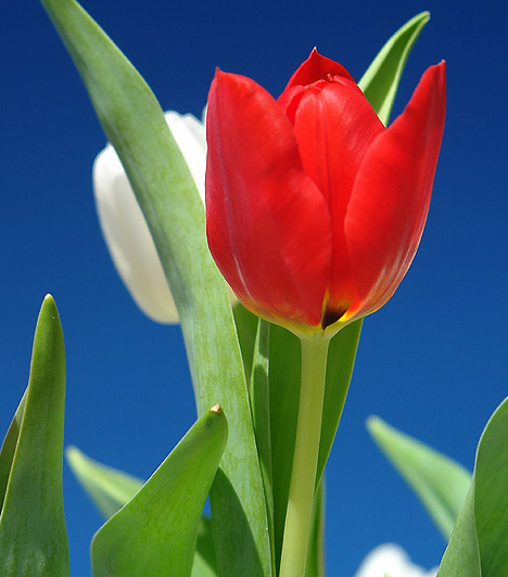 Állítólag, ha egy férfi tulipánt ajándékoz, azzal lángoló, mély érzelmeit szeretné kifejezni. Különösen igaz ez a piros tulipánra, ami felér egy szerelmi vallomással. Ha egy fiatal lány várja kezében tulipánnal kedvesét, akkor odaadását szeretné kifejezni.