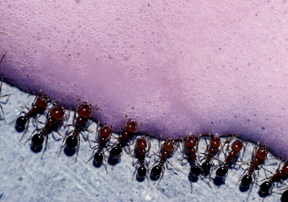 
                        	A hangyák jelenléte, mivel akár fertőző élelmiszerekkel is érintkezhetnek - például a szemetesben -, egészségügyi kockázattal jár. Kattints ide, és ismerj meg néhány házi módszert, melyet bevethetsz ellenük!