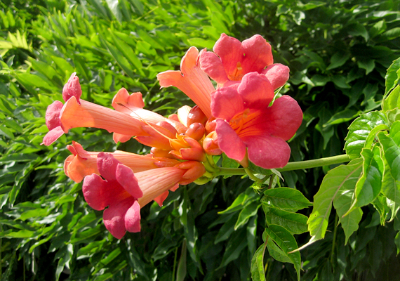 
                        	A trombitafolyondár - Campsis radicans - júliustól szeptemberig virágzik. Tedd szélvédett, napos helyre, a növekedési időszakban öntözd bőségesen, az elnyílt virágokat pedig mindig szedd le.