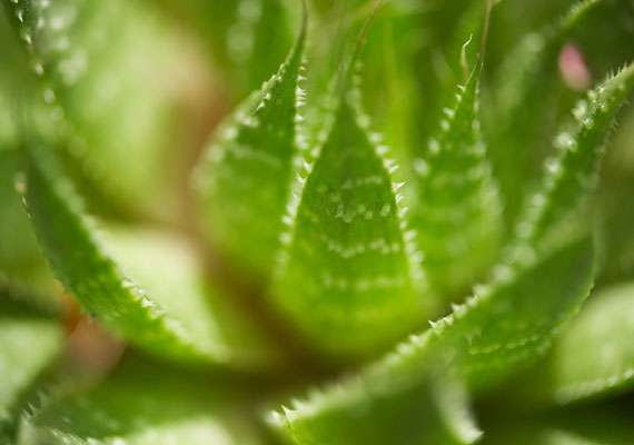 	Az aloe vera az egyik legértékesebb gyógynövény, a levelét alkotó gél kiváló hidratáló, ezért mind pakolások, mind krémek alapja lehet, például készíthetsz belőle házi szemkörnyékápolót, de napégésre is bevethető.