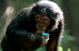 Bonobo a Salonga Nemzeti Parkból
