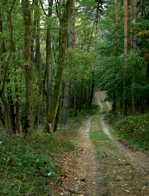 Az erdőn át vezet az út