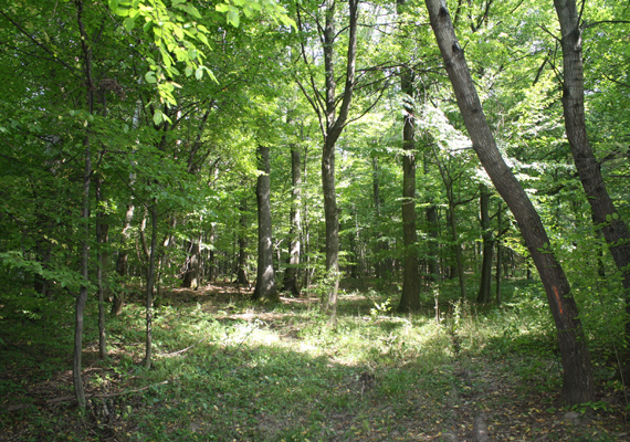 	A Nagy-Hideghegyhez vezető erdő a Duna-Ipoly Nemzeti Park területén fekszik.