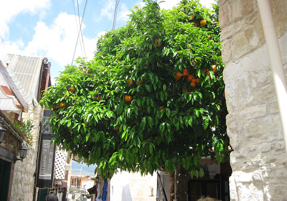 	A narancs- és citromfák úgy nőnek Cipruson, mint nálunk az akác. Amikor virágzanak, az egész sziget finom illatban úszik. A narancs sokkal édesebb, mint otthon, kötelező a frissen facsart narancslé megízlelése. Sokan díszfaként nevelik a kertjükben a citrusféléket.