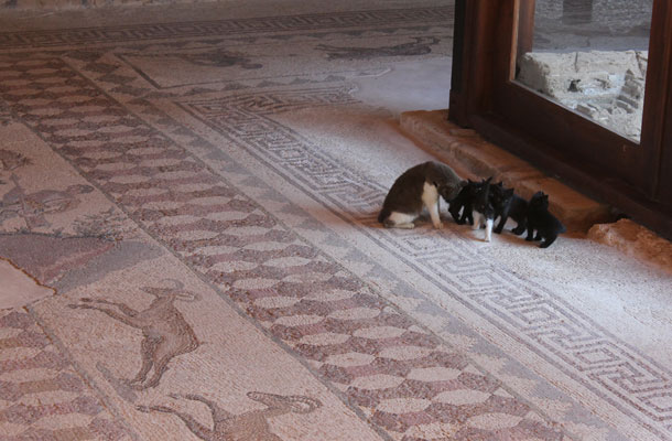 A pafosi mozaikok és a szigeten szent állatként tisztelt macskák 