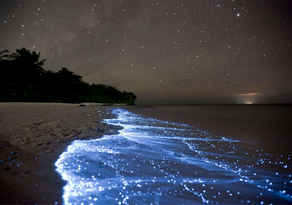 
                        	Csillagtenger
                        	A tengervízben élő phytoplanktonok visszatükrözik az éjjeli égbolt fényeit, így jön létre a lélegzetelállító, Maldív-szigeteki csillagtenger, amelyről méltán állítják, hogy a Föld egyik legkáprázatosabb természeti csodája.