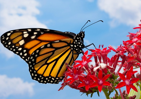
                        	A jellegzetes narancssárga-fekete színben pompázó szárnyak az itt élő pillangók védjegyei.