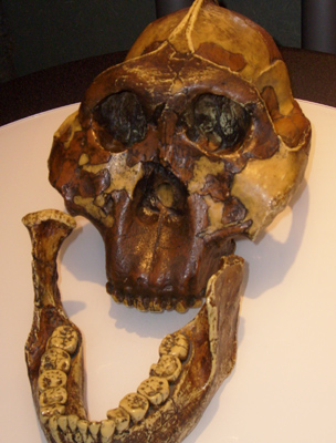 Zinj koponyája és csontjai