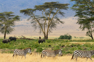 A közeli Serengeti Nemzeti Park csodás állatvilága
