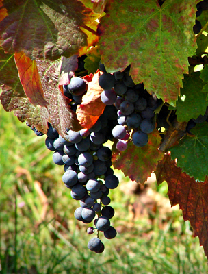 A villányi kékfrankos szőlő