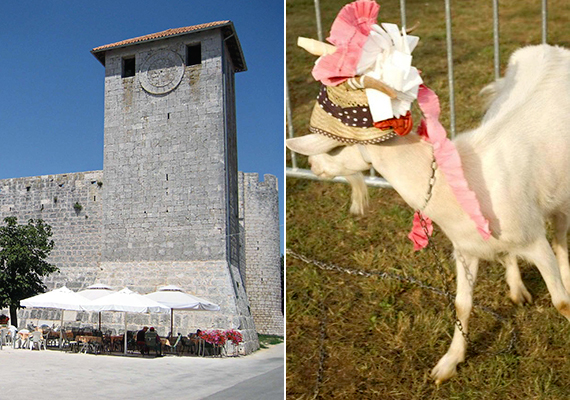 	Az isztriai falu, Svetvincenat híres arról is, hogy minden évben megrendezik a hagyományos kecskeszépségversenyt.