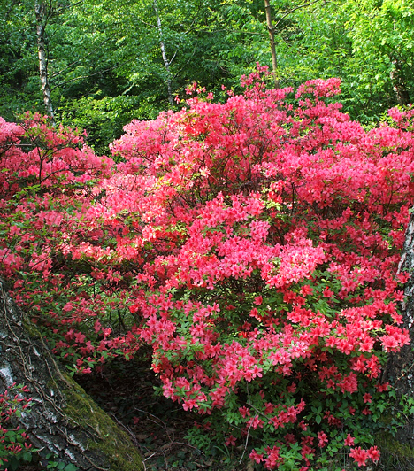  	Jeli Arborétum  	A Vas megye gyöngyszemeként számon tartott, közel 107 hektár területű Jeli Arborétumot 1922-ben gróf Ambrózy-Migazzi István kezdte gondos tervezéssel kialakítani. Kína, Japán, Amerika, a Kaukázus és a Balkán jellegzetes fáin kívül az arborétum különlegessége a rododendronokban rejlik, melyek színpompás, mézillatú virágai májusban és júniusban szinte teljesen beborítják a kertet.  	Kapcsolódó cikk: 	A legféltettebb magyar természeti csoda »