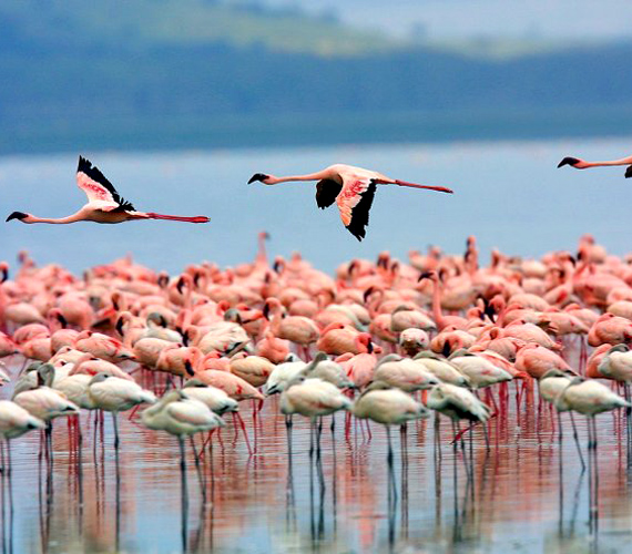 	A kenyai tórendszer egymással összefüggő, sekély tavakat foglal magában. A világ legtöbb madárfajt magáénak tudó úti célja.	 