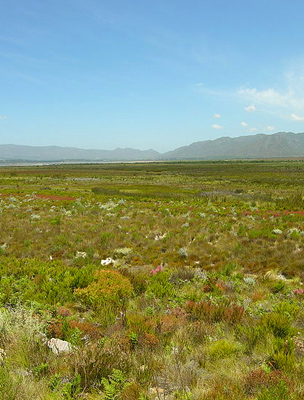A Cape Floral zöld mezői
