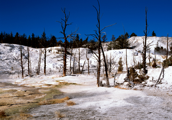 	A szintén a Yellowstone Nemzeti Parkban található Mammoth Hot Springs halott erdejének fáit a szénsavas mész ölte meg.